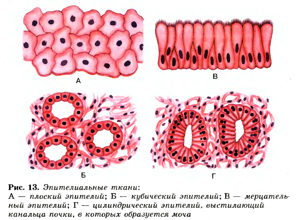 Многослойный плоский эпителий без атипии с акантозом