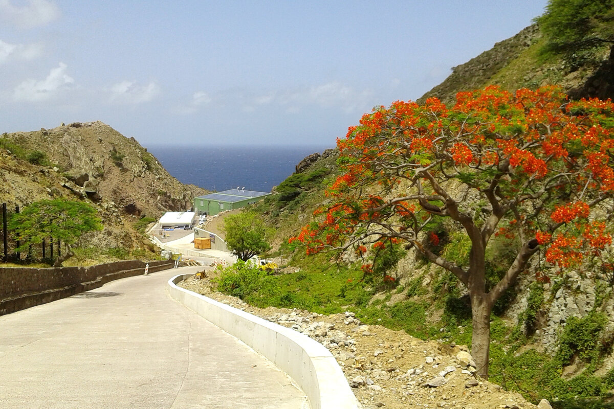 Около дороги цветёт огненное дерево