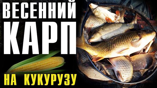 Прикормка для ловли карпа весной — Школа Carptoday