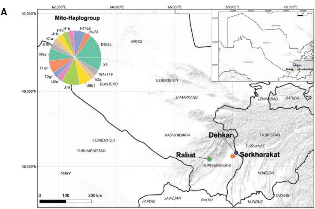 Географическое нахождение древних геномов из Узбекистана и разнообразие митохондриальных гаплогрупп (Kumar et al., 2021).