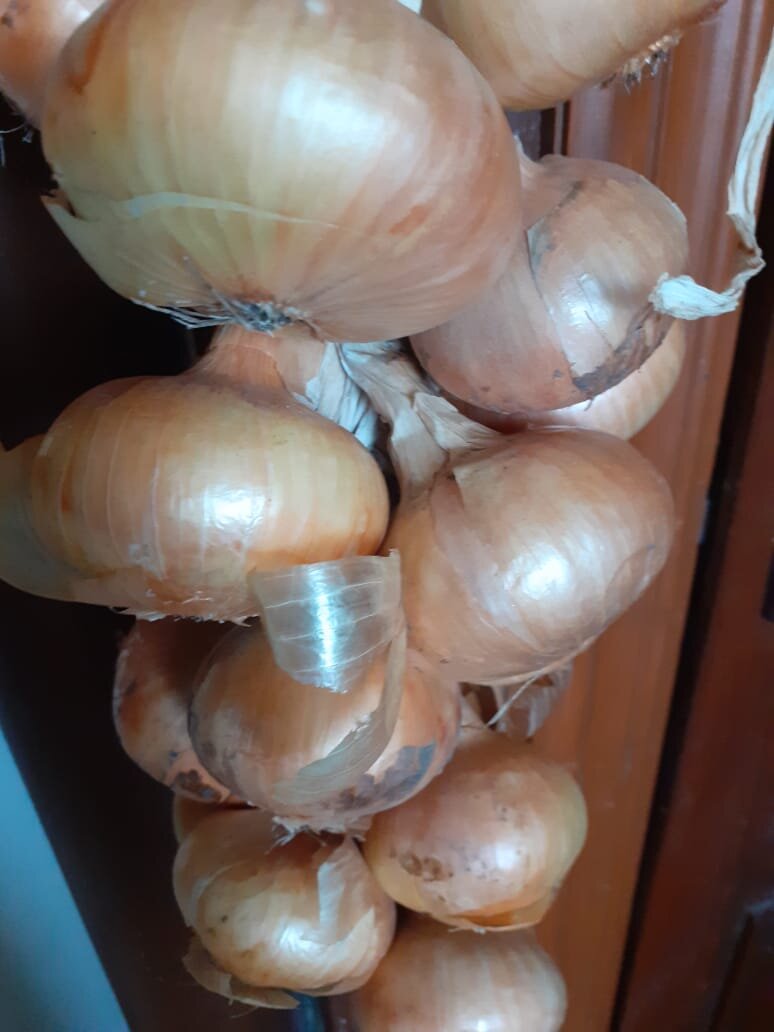 урожай лука был в этом году хороший: одинаковые луковички, плотные, чистые, сухие...
