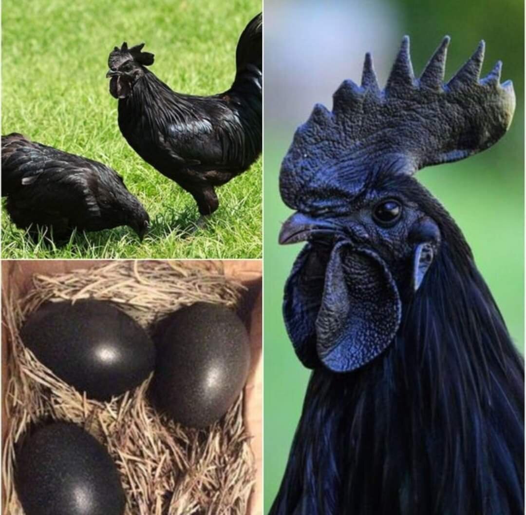 породы кур перья на ногах