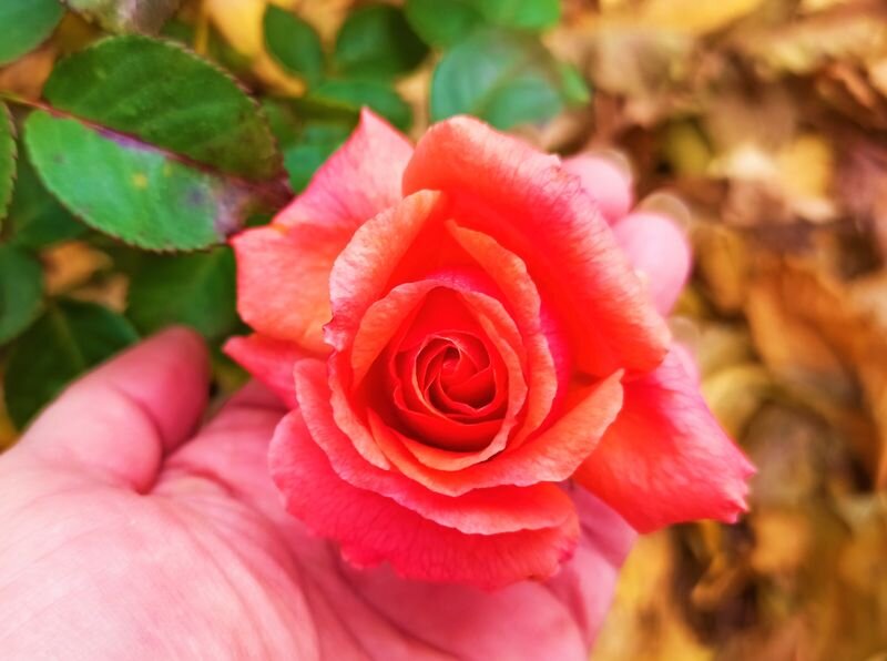  Конец осени. Цветение розы Easy Does It. Фото автора.