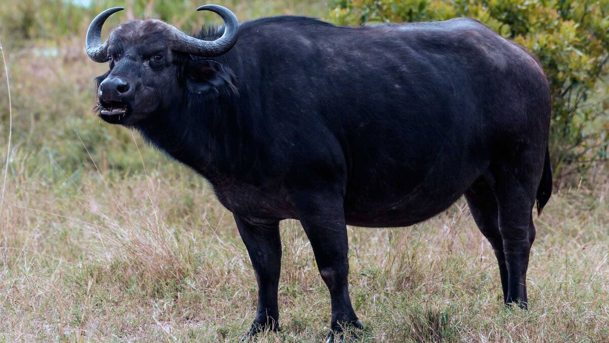 Африканский буйвол