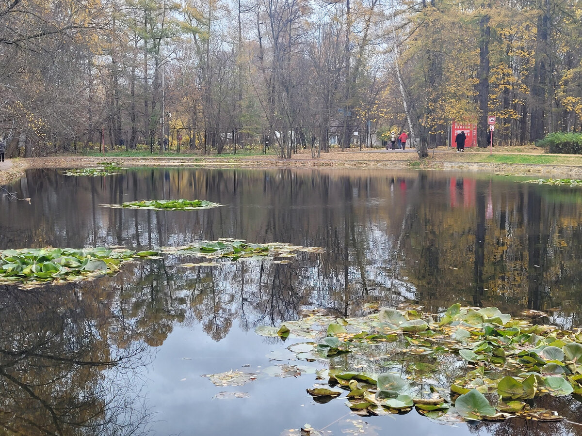 В такие дни мы много гуляем. Фото моё.