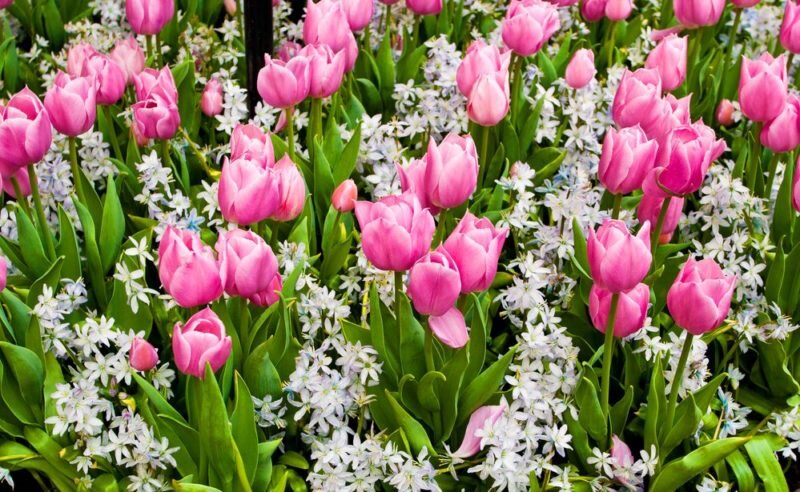 Тюльпаны. Иллюстрация для статьи используется по стандартной лицензии ©dachnyedela.ru