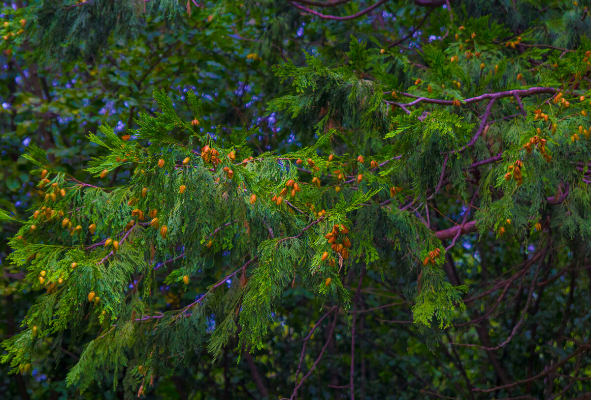 калоцедрус низбегающий