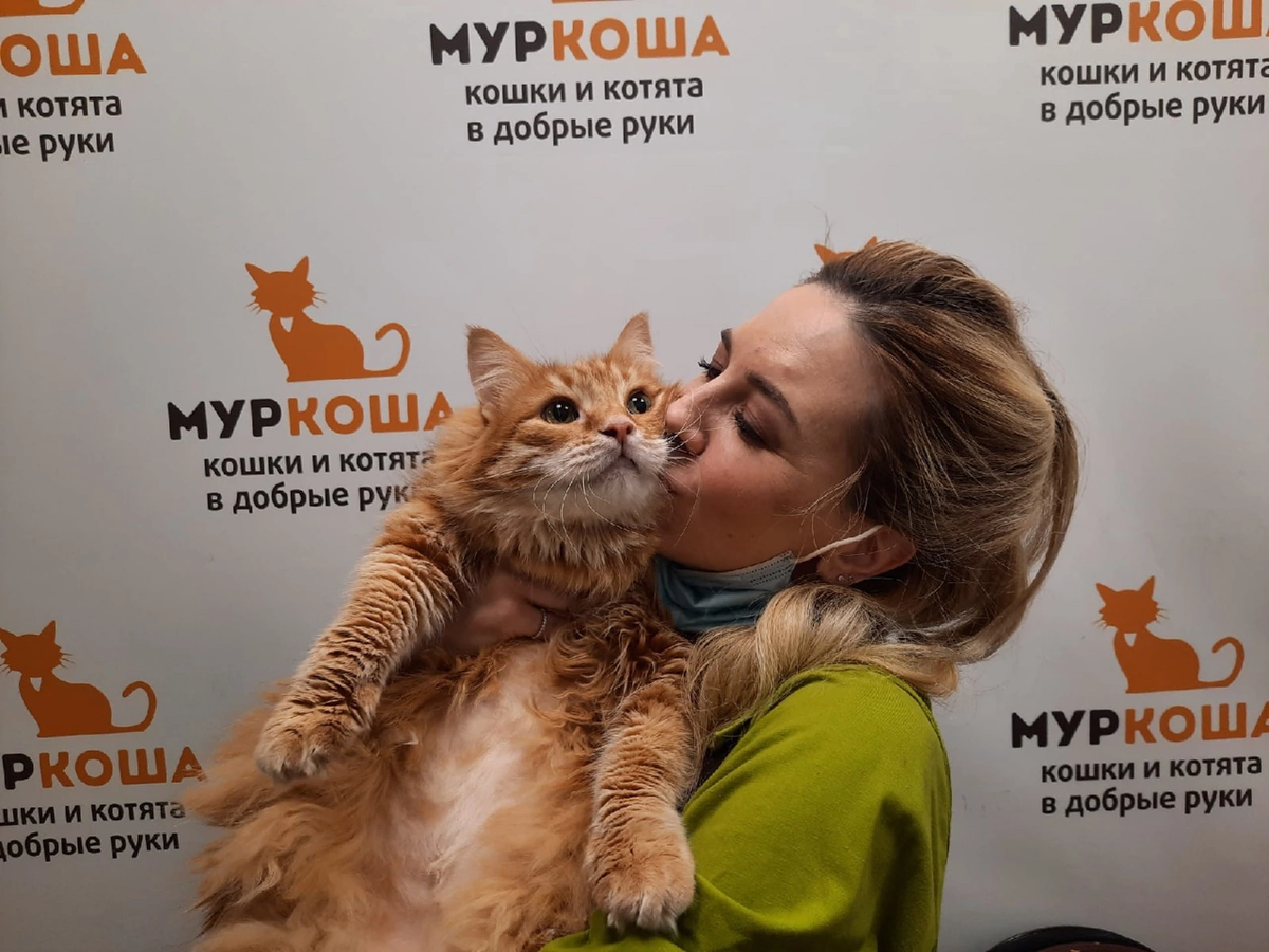 Touch cats. Кузьмин кот.