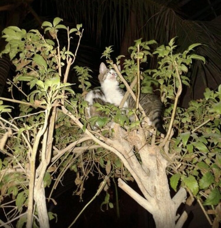 Сверху, снизу, со всех сторон. Кошки в Египте могут быть везде.