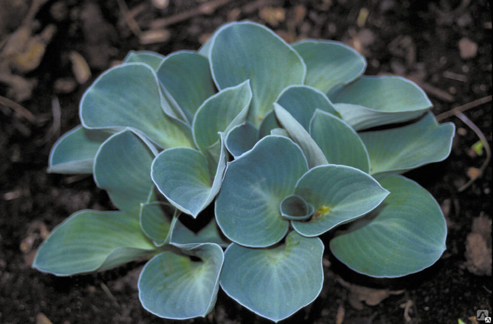 Фото https://www.pitomnik-spb.com/goods/107407523-khosta_blyu_maus_iars_hosta_blue_mouse_ears_ox