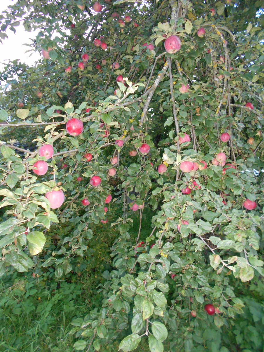 Колчановские яблочки