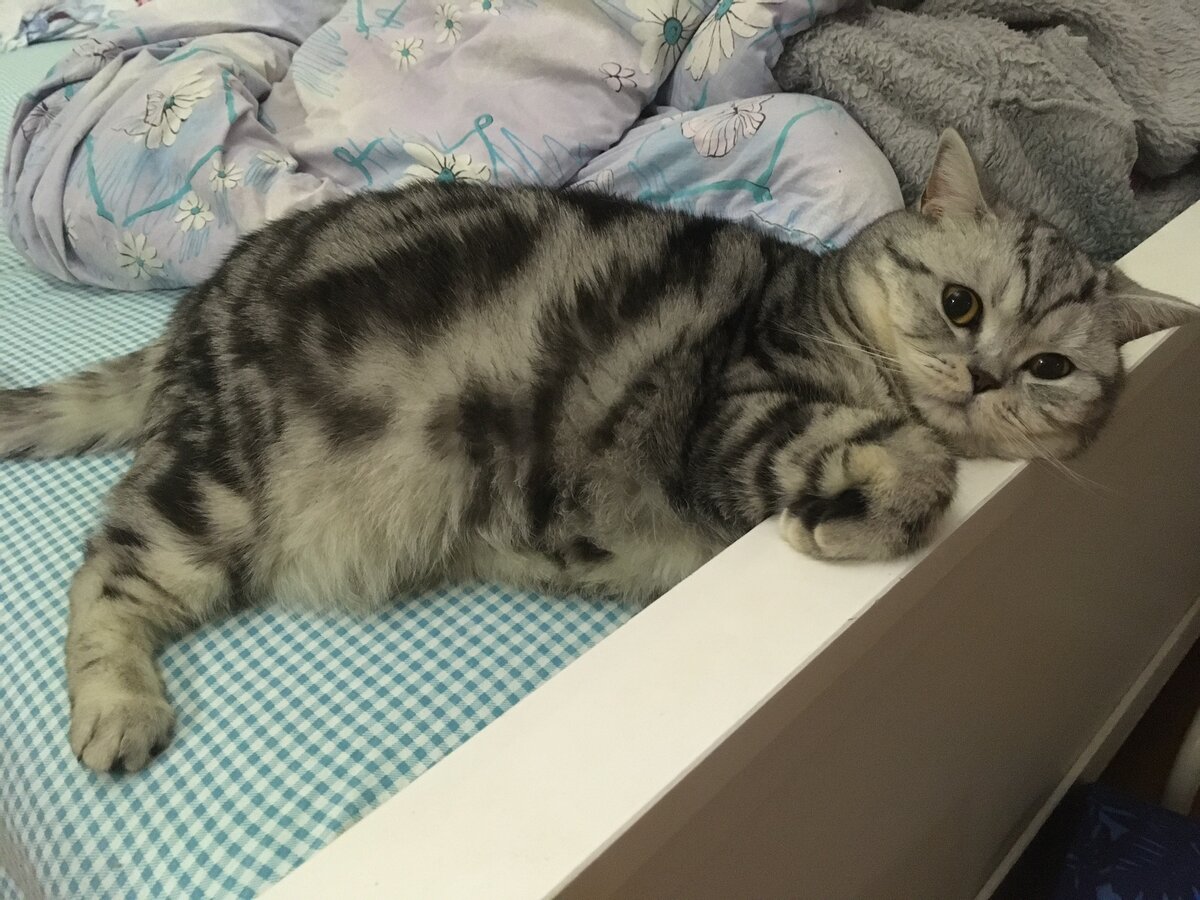 Моя красотка Шайни 😍