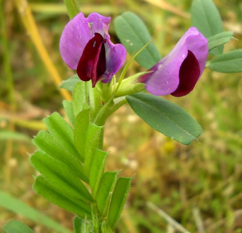 Vicia tenuifolia - Image of an specimen - Plantarium