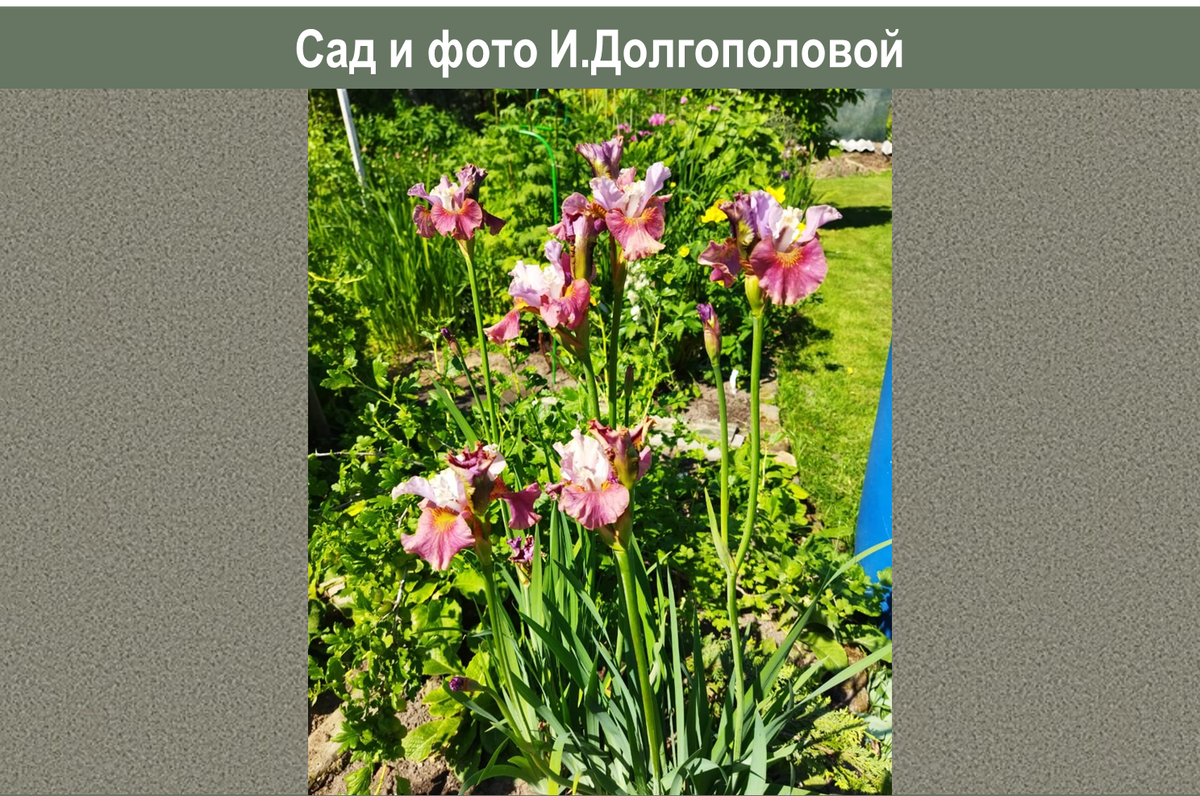 Ирис сибирский "Cherry Fling" в саду Ирины Долгополовой 
