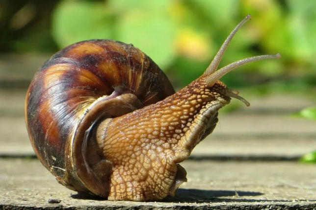 Яндекс. Картинки