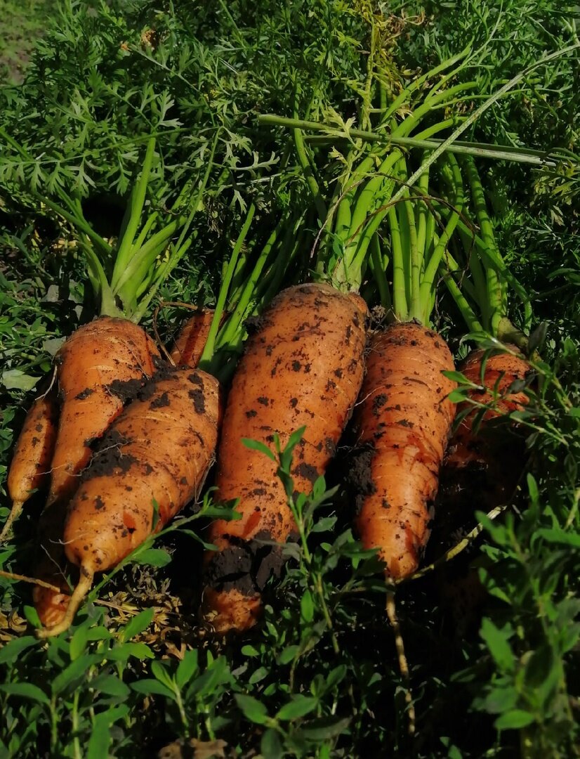 Фото Котова усадьба