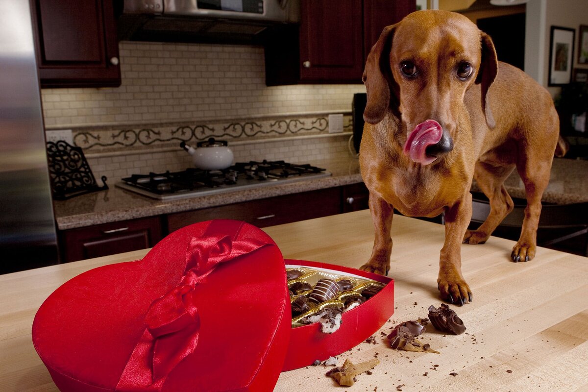 pets-expert.ru