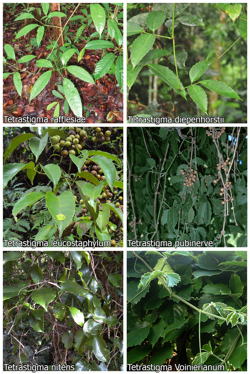    Tetrastigma   Vitaceae.