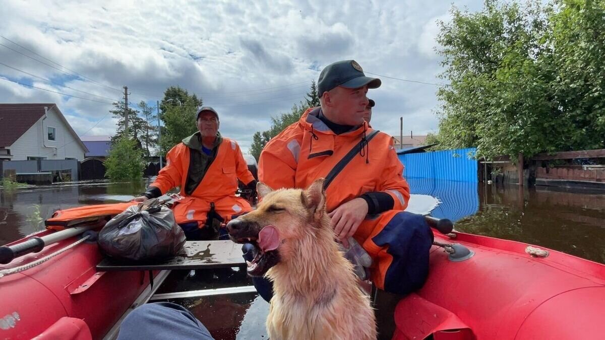    Сотрудники МЧС эвакуируют людей и животных во время паводка в поселке Остров Старица в Амурской области© Фото : ГУ МЧС России по Амурской области