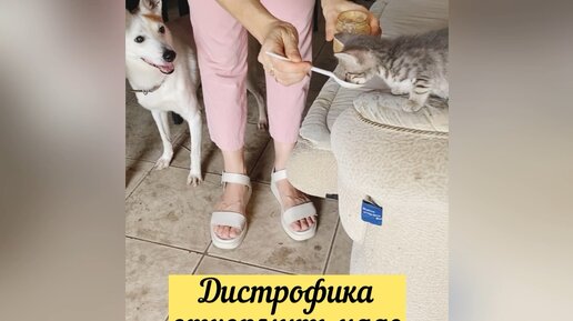 Первое знакомство котёнка с Шариком 😽