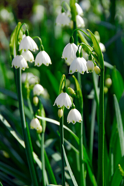 Leucojum vernum 