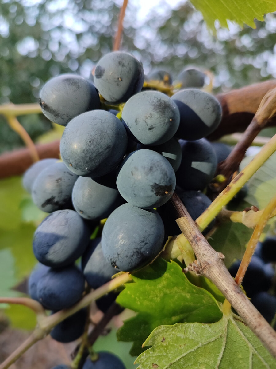 Вред от глотания виноградных косточек