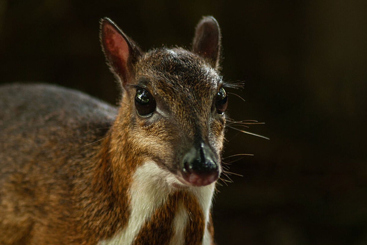 Мышиный олень: 8 интересных фактов о самом маленьком парнокопытном в мире |  Приключения натуралиста | Дзен