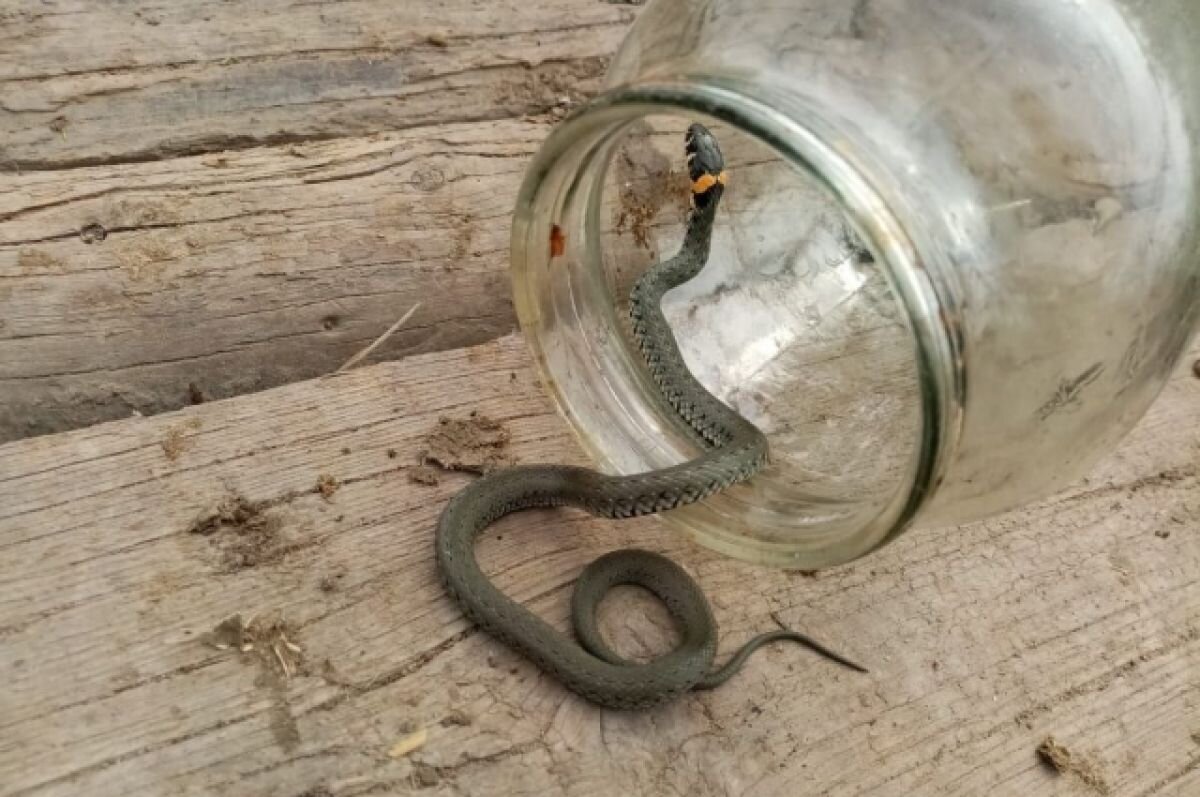    Уж заставил паниковать сотрудниц магазина мебели на Ставрополье