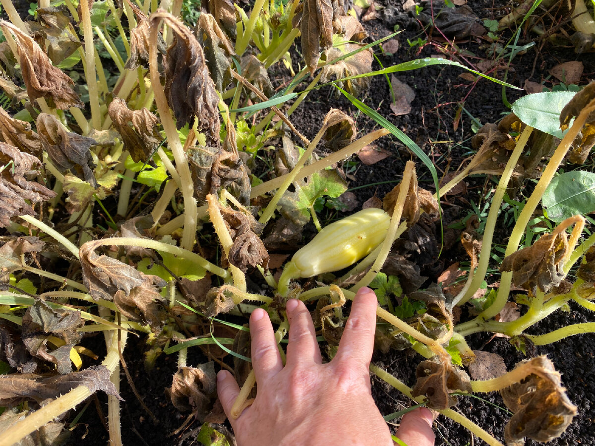 Мороженый…