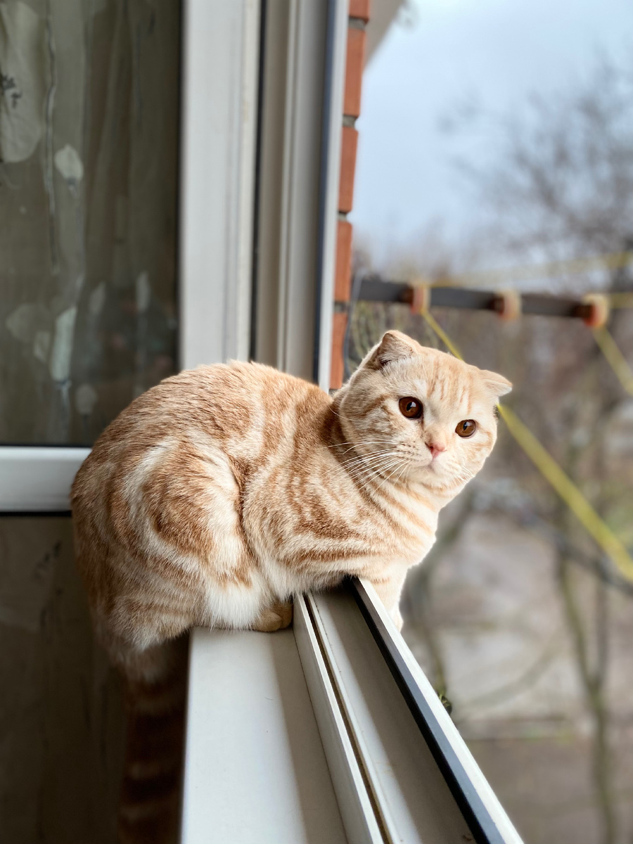 Факты о кошках,которые наверняка покажутся вам интересными: 