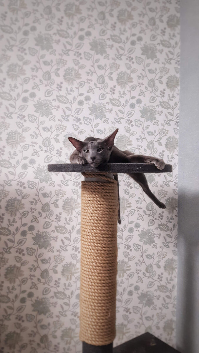 Я устал, я полежу!