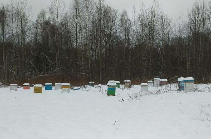 Ульи зимуют на пасеке.