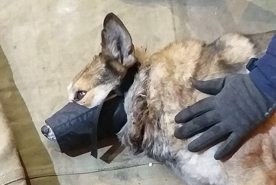     Спасатели надели на Подружку импровизированный намордник, чтобы она не покусала освободителей Фото: Амурский центр ГЗ и ПБ