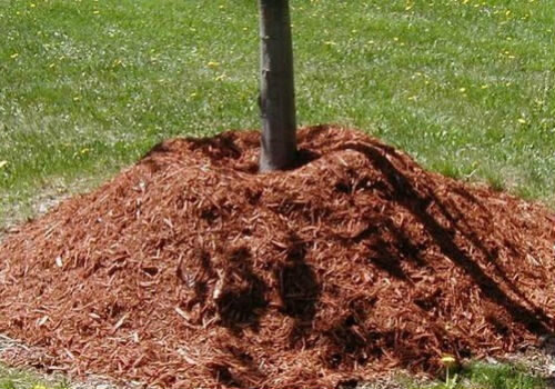 Как правильно утеплить саженцы плодовых деревьев на зиму