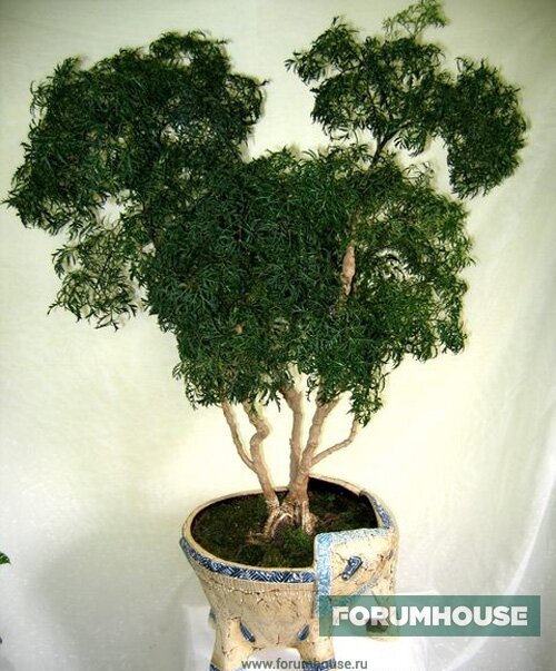 Cамый старый полисцинас из коллекции - кустарниковый «Plumata».