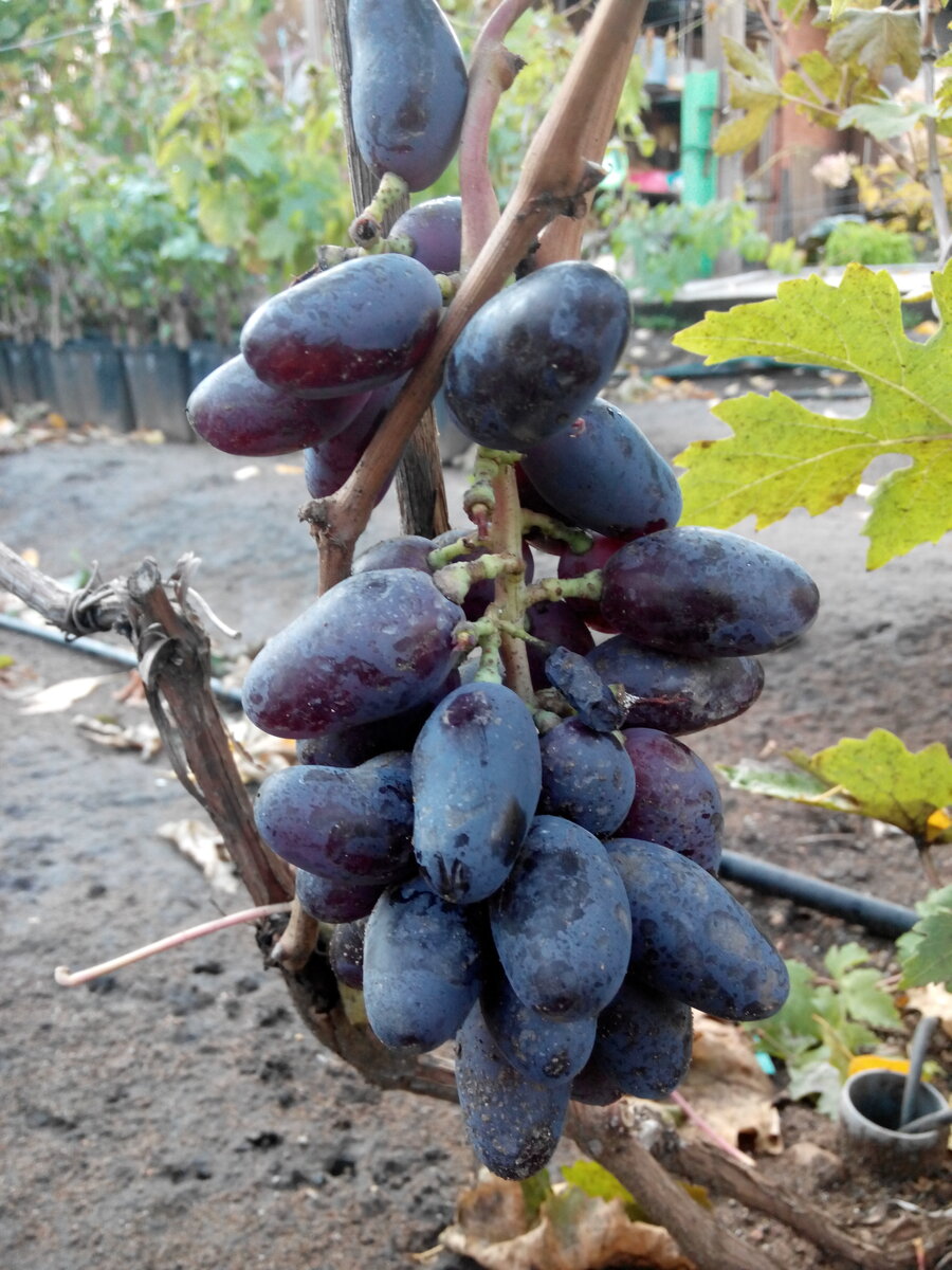 5 идеальных сортов винограда для Москвы и Подмосковья