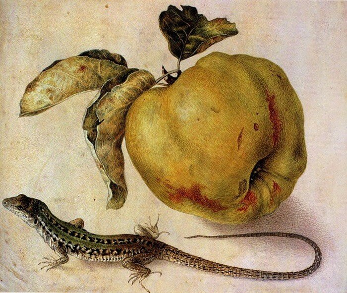 Джованна Гарцони. Натюрморт с айвой и ящерицей. Giovanna Garzoni А still-life with quince and lizard