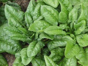 Всем известно, что однолетний шпинат является рекордсменом по наличию витаминов и микроэлементов. Однако существует и многолетний сорт шпината такой, как шпинат Утеуша. Это растение в наибольшем количестве среди овощных культур содержит витамин К, который нужен для нормальной свертываемости крови. Также следует отметить, что по содержанию витамина С шпинат Утеуша не уступает таким признанным чемпионам, как черемша и сладкий перец.