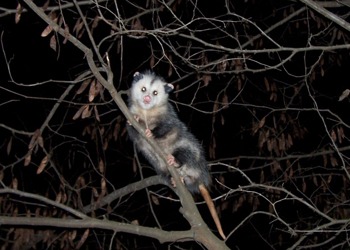 Этого опоссума заметили на дереве посреди ночи