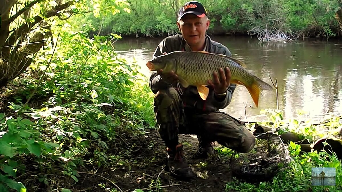 фото улова дикого сазана