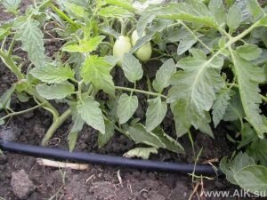 Помидоры будут развиваться, если грунт под ними будет влажным, а воздух сухим. Поэтому для них не подходят способы полива, при которых струя воды разбрызгивается на большое расстояние. Капельный полив идеален для помидоров, так как при нем соблюдаются главные правила ухода за растениями. Стоит учитывать и другие правила: