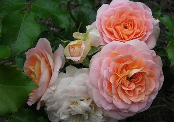 http://rozapkr.info/images/photos/medium/shop59.jpg