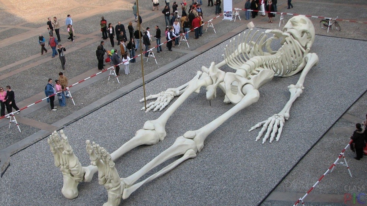 Человек длиною 41 метр