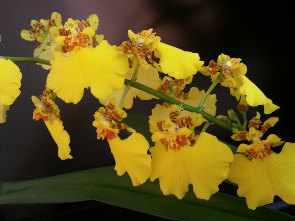 Мой Онцидиум Сахарок прекрасно живет и цветет вообще без опрыскиваний!