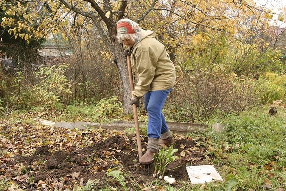 Картинки работы в саду и огороде