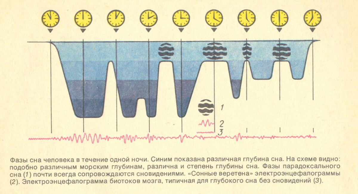 Глубина минута. Фазы сна схема. Продолжительность фаз сна. Фазы сна человека диаграмма. Быстрая и медленная фаза сна схема.