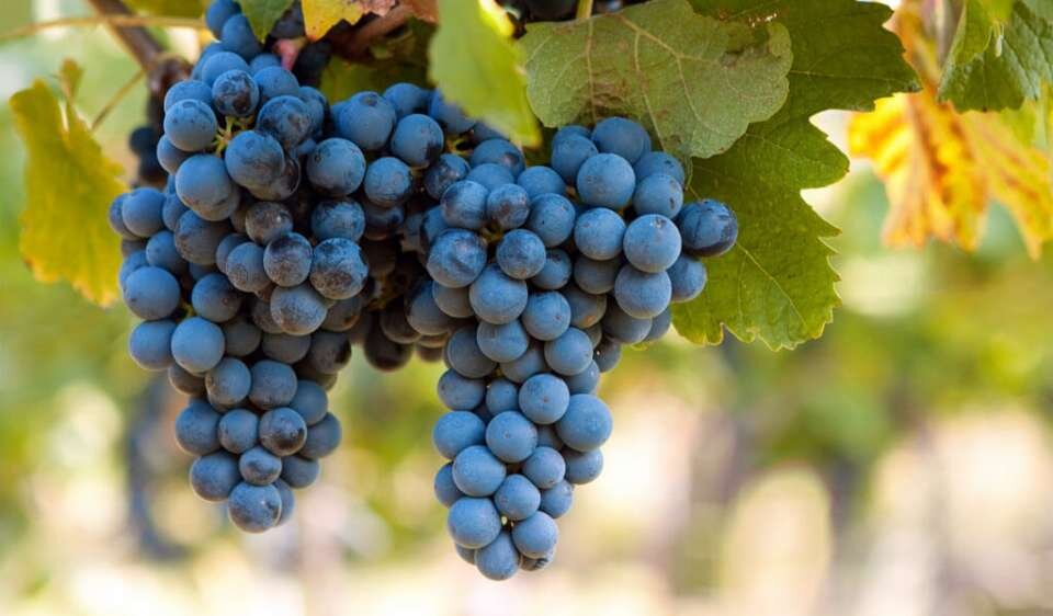 Рецепты из красного (синего) винограда