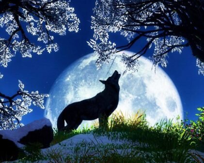 Почему волки воют на луну: ответ на загадку