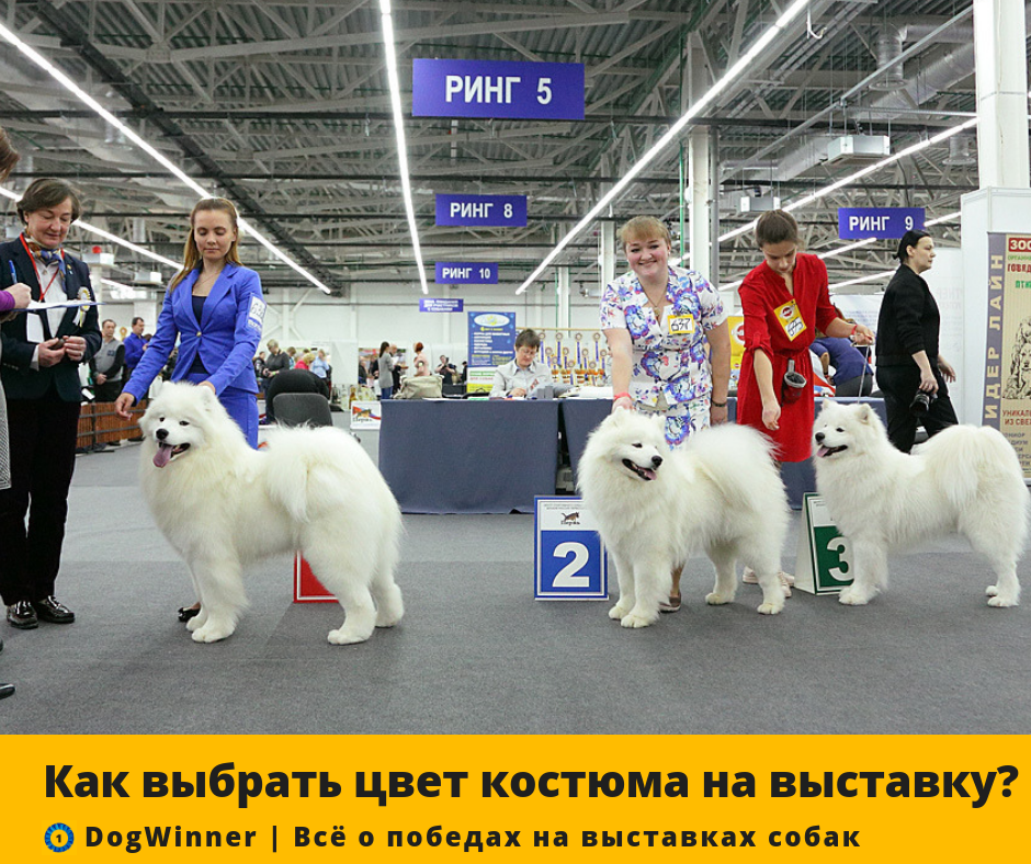 Фото: vikiperm com/news/1907-28-29-yanvarya-v-permi-proydet-mejdunarodnaya-vystavka-sobak/