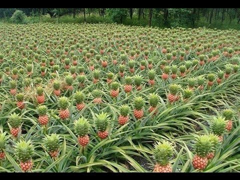 обычная ананасовая "роща"